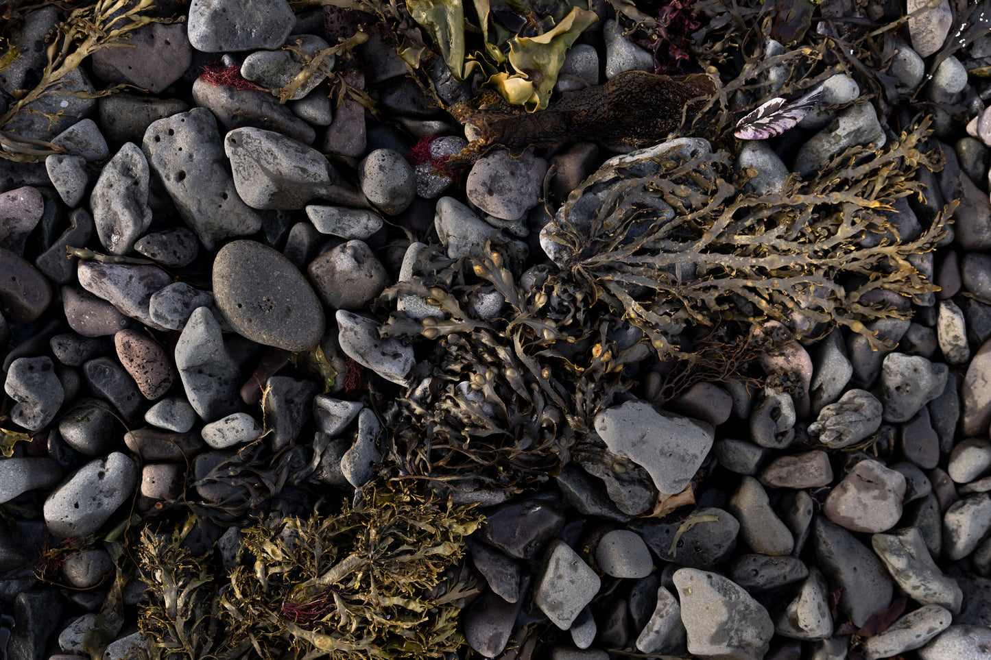 Close-up of pebbles and seaweed on a beach